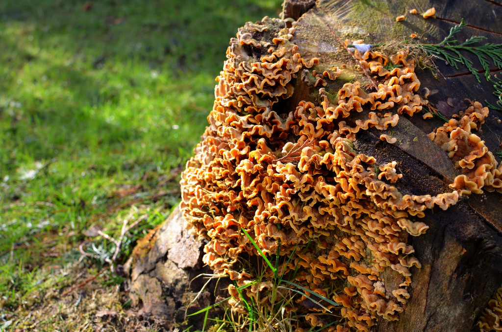 fungus among us