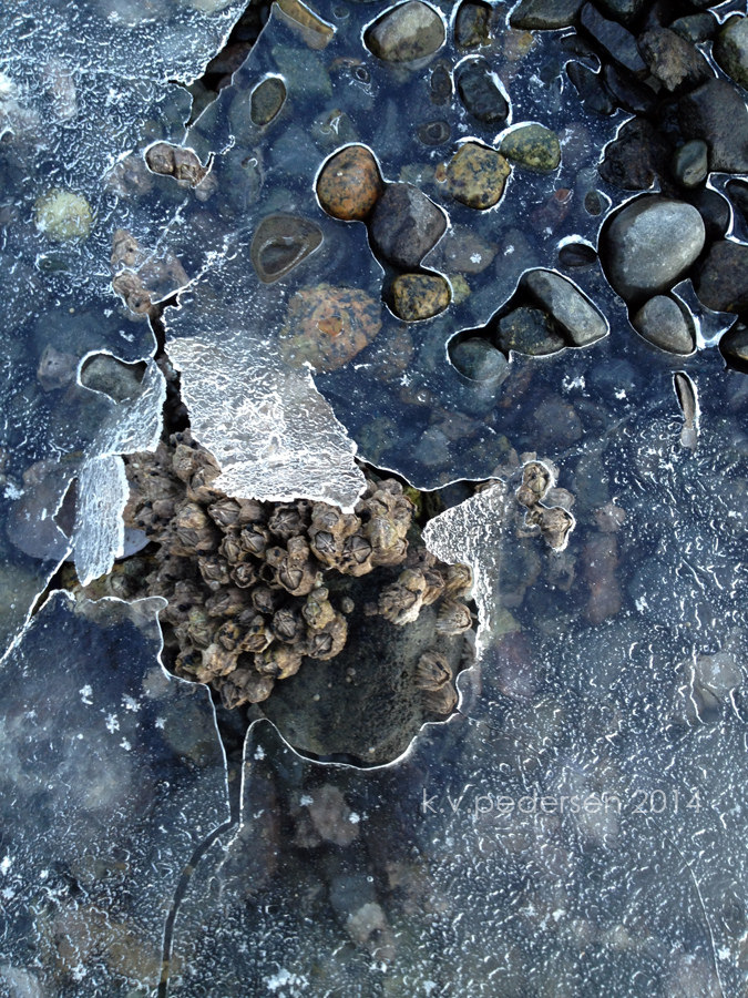 barnacles and ice