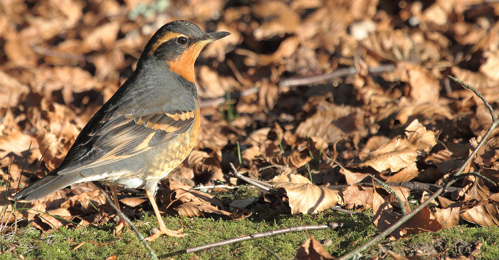Varied Thrush