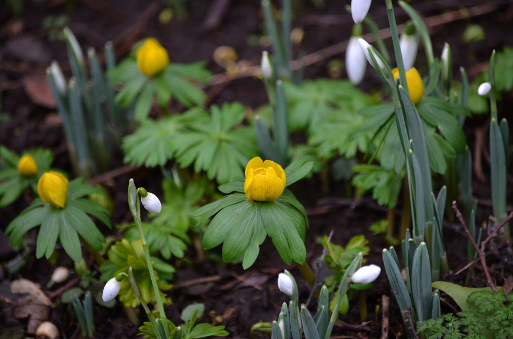 Early Snowdrops & Winter Aconite - Montrose