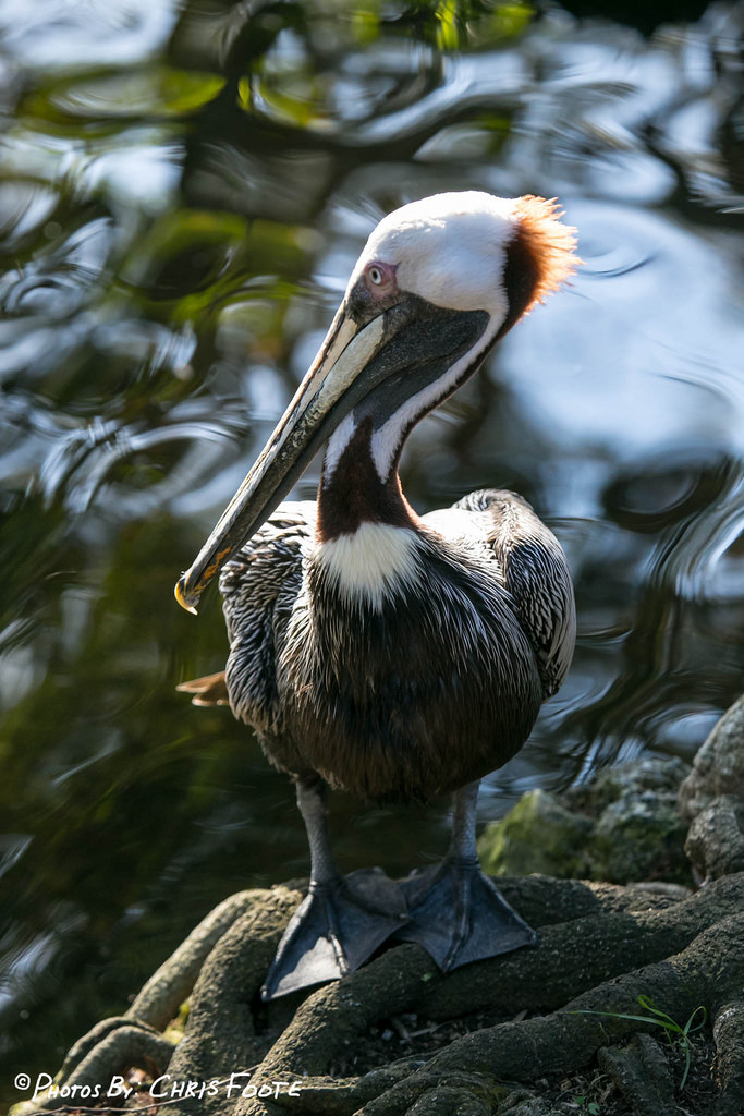Brown Pelican - Looking for Fish