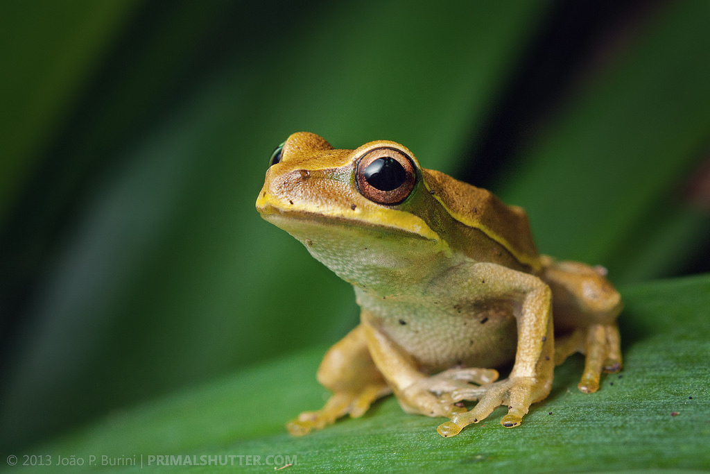 Hypsiboas sp.