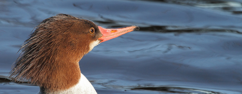 Common Merganser