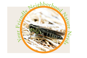 birdandlittlebirdblogbutton