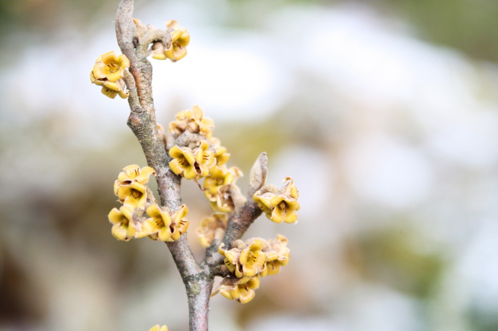 Winter Yellow-1