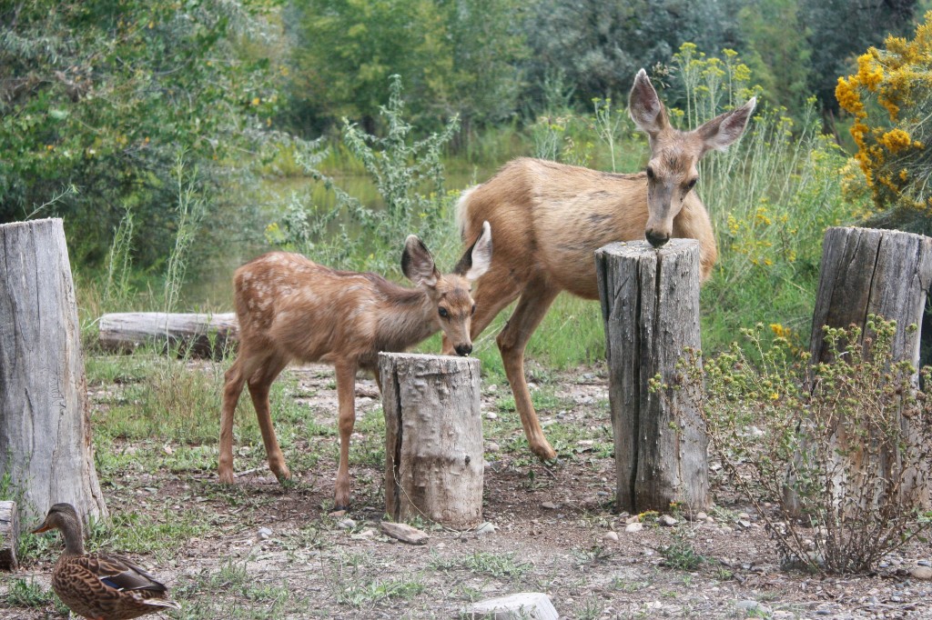 Deer with fawn-1