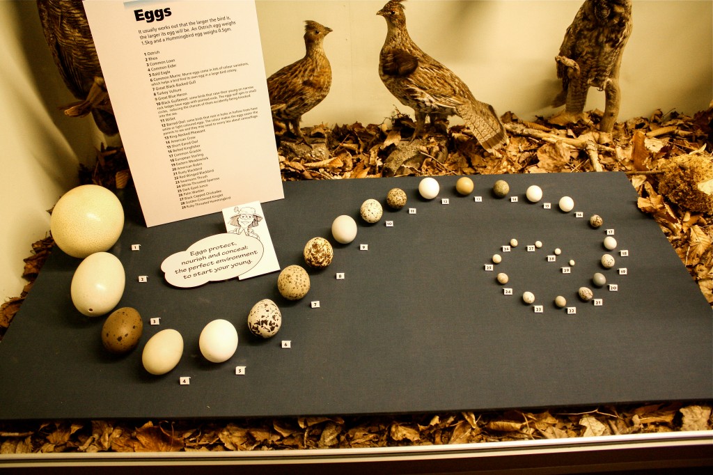 Eggs Display-1