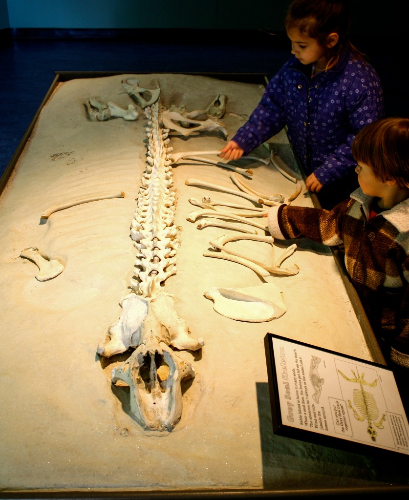 Gray Seal Skeleton-1