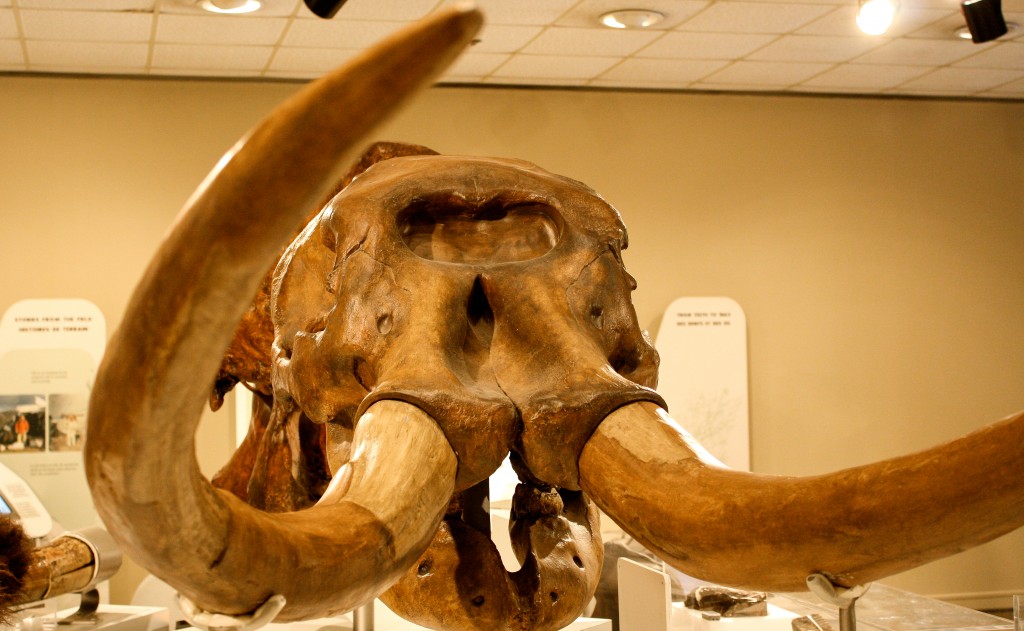 Mammoth Skull-1