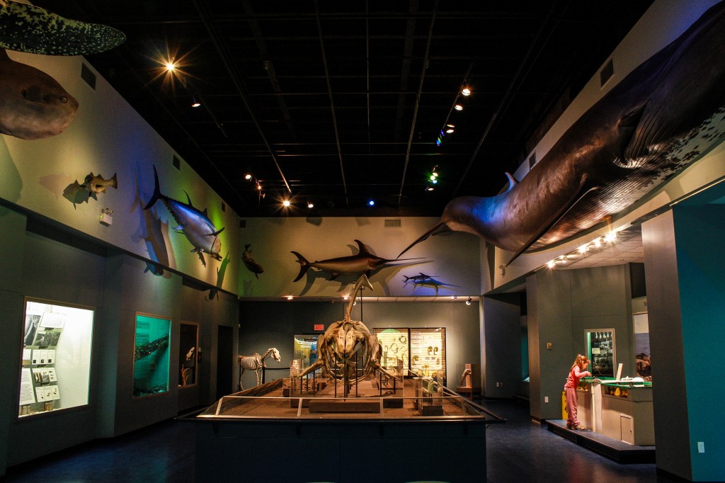 Museum Ocean life-1-1