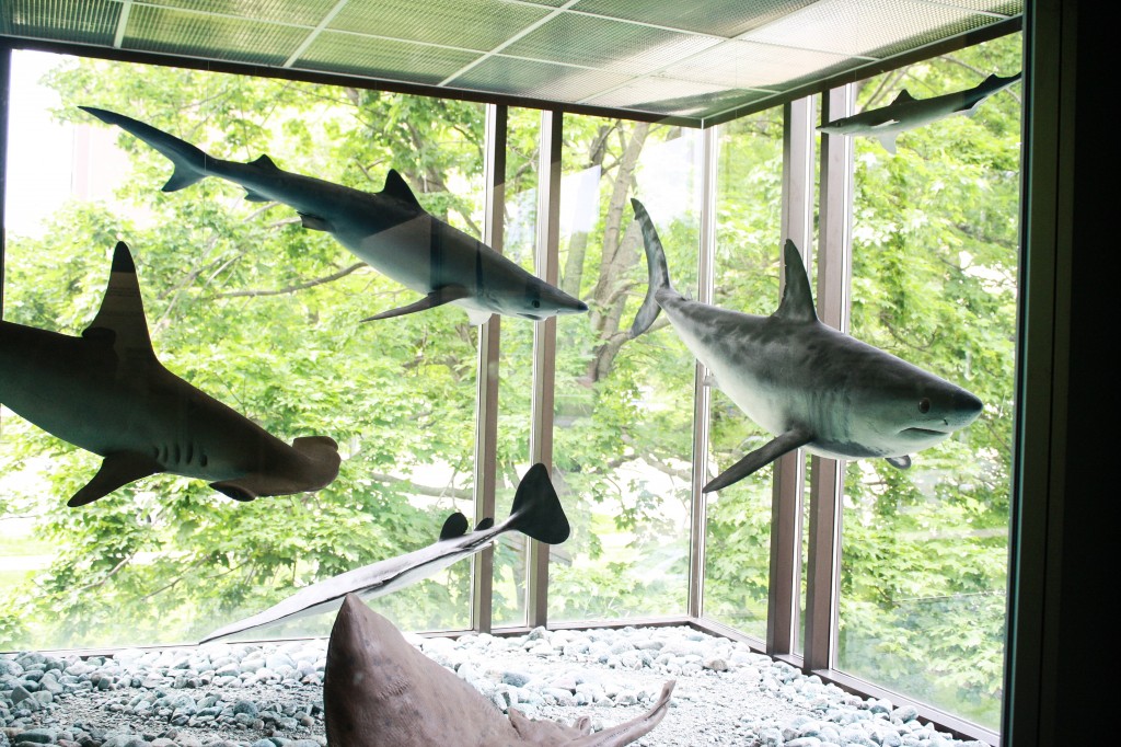 Sharks-1