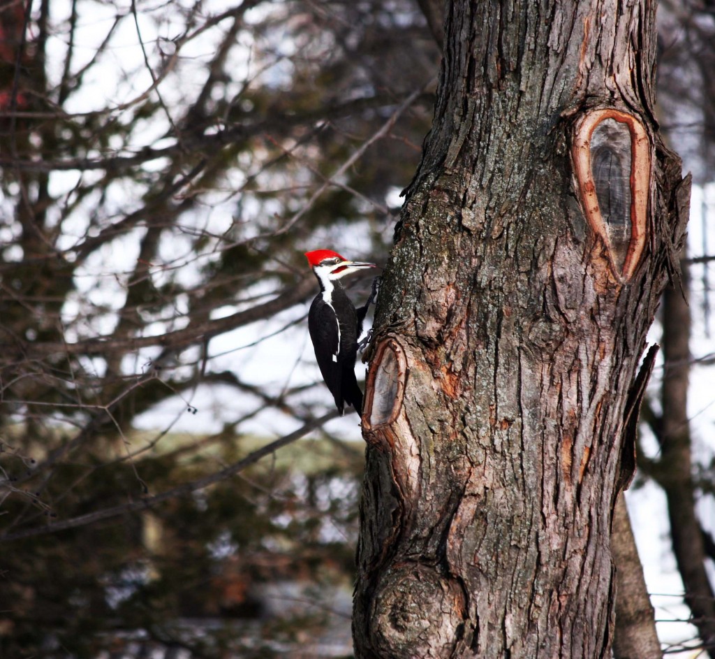 backyard pileated woodpecker
