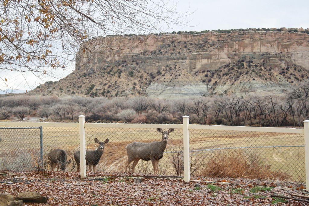 deer out back-1
