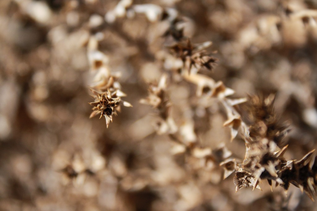 dried-1