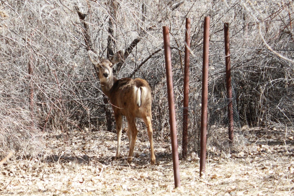 nature walk 7 deer look-1