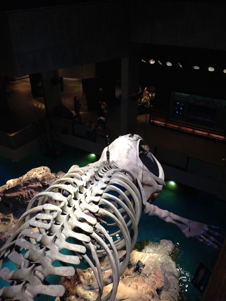 new england aquarium 2