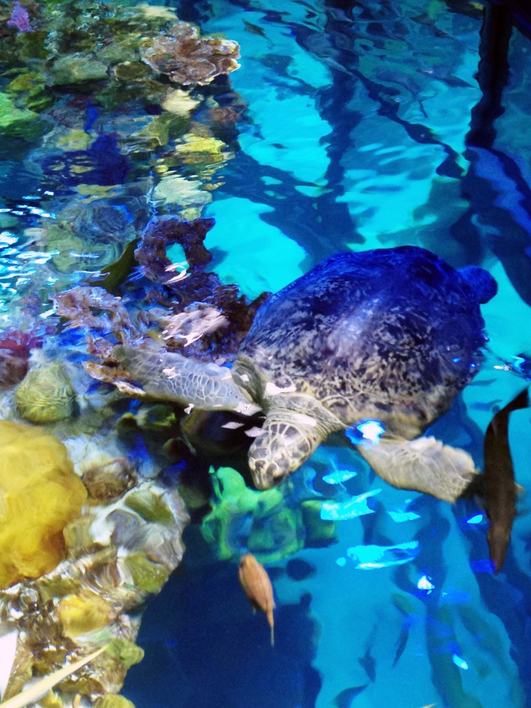 new england aquarium 3