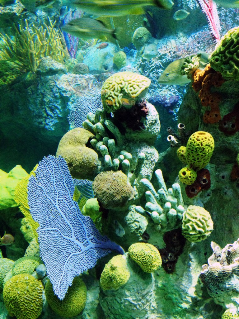new england aquarium 4