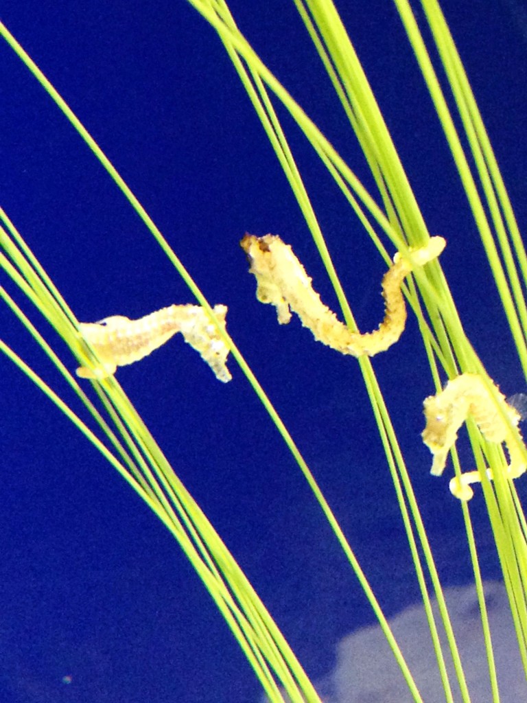 new england aquarium