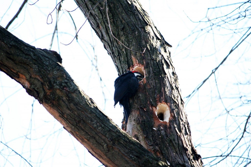 woodpecker 2