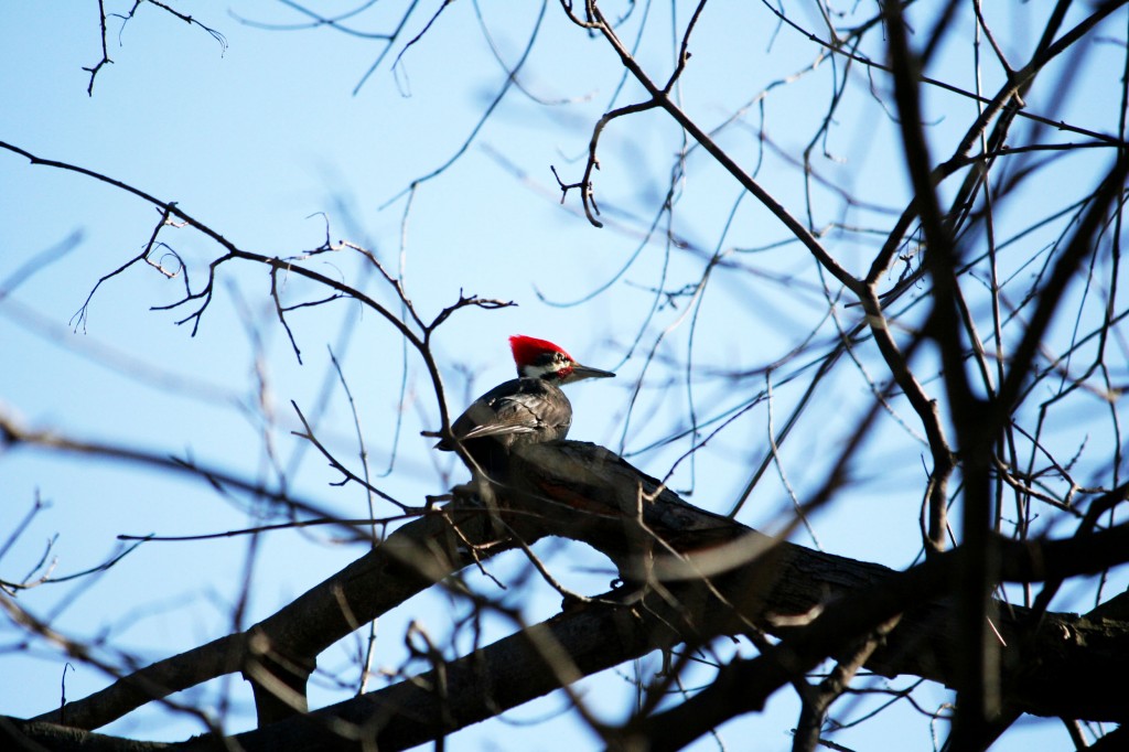 woodpecker 3