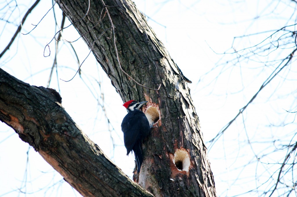 woodpecker 4